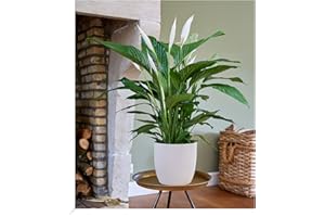 BALDUR Garten Spathiphyllum | Einblatt|im 55-65 cm hoch, 1 Pflanze, Luftreinigende Zimmerpflanze, unterstützt das Raumklima, Einblatt blühende Zimmerpflanze, mehrjährig - frostfrei halten