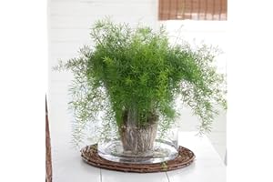 YouGarden Asparagus sprengeri, Established Houseplant in 12cm Pot, Ready to Display
