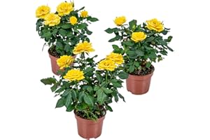 Bloomique – Lote de 3 – Rosal Enano Amarillo – Plantas de interior y exterior – Terraza & Jardín – Rústico – 20 – 30 cm de altura – Maceta 12 cm