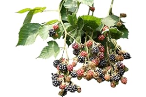 SAMENCHILISHOP (IMMER NUR EINMAL VERSAND) Brombeeren 10 Samen (Waldbrombeere)