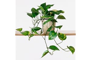 GARDENERSDREAM 1 x Epipremnum pinnatum Aureum in Vendita | Pianta da Interno in Cesto Pensile