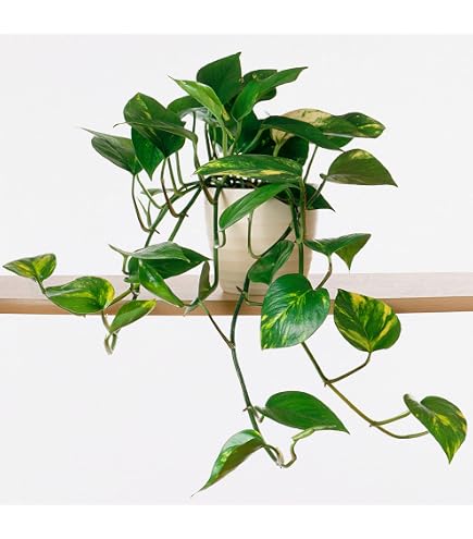 Epipremnum Aureum Efeutute Am Moosstab XXL - Topf 27 Cm, Hhe 150 Cm -  Luftreinigende Zimmerpflanze Epipremnum Aureum XXL