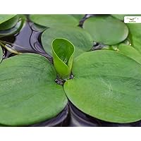 Aquarien- und Teich Schwimmpflanze - Froschbiss - Limnobium laevigatum - Garnelio Portion