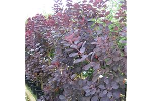 THOMPSON & MORGAN Cotinus Coggygria ‘Royal Purple’ (Smoke Bush), Hardy Shrub in 9cm Pot x 1 by Thompson and Morgan (1)