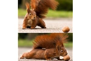 Edition Colibri Carte postale en 3D avec image changeante Gymnastique d'écureuil