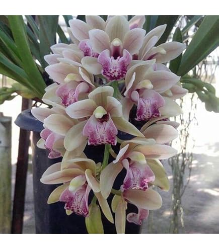 Bulbi Di Orchidea Cymbidium - 3 Pezzi, Piante Vere Per Giardino O Interni - Foto 4