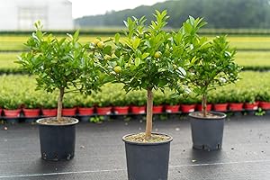 gruenwaren jakubik Calamondin Stamm Busch Orange Citrus Mitis 60-90 cm Orangenbaum Calamondino Kalamansi