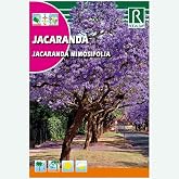 JACARANDA TREE - SEEDS ON 0,5G
