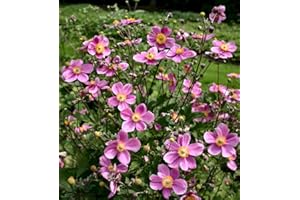 IR TRADING Anemone hupehensis Praecox - Japanese Anemone - Plant in 10.5cm Pot