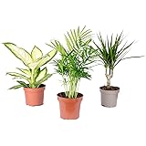 3er-Set Zimmerpflanzen Chamaedorea, Dieffenbachie, Dracaena - Topf-Ø 10-12 cm