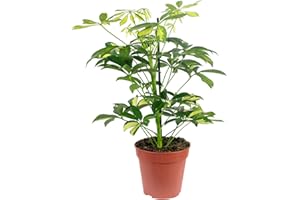 FLOWERBOX Strahlenaralie Mix - Planta de interior real, Schefflera - Altura aprox. 45 cm, diámetro de maceta 13 cm