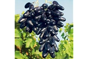 BAHELS Tafeltraube Weintrauben kernlos, Lebende Pflanzen,Natürlich, Weinreben winterhart,Tafel-Trauben,Vielfalt,Winterhartes,Vitis vinifera,Traubenwurzel Pflanze,Weinreben-1 Weinreben pflanzen-B