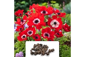 BOTANICAL BLISS 20 Hollandia Anemone De Caen Bulbs - Add Colourful Splendour to Your Spring Garden - Hardy Perennials for UK Climate