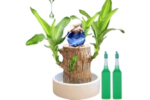 CHENGJIN Brazil Lucky Wood,Brazilian Wood Plant,Mini Brazil Lucky Wood,Purifying Indoor Air Brazilian Hydroponic Wood,Lucky Brazil Wood Potted Plant,Sprouting Lucky Bam-boos Wood,Lucky Bam/Boo Plant Indoor