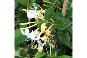 Lonicera Halliana Evergreen Fragrant Flowering Honeysuckle Fast Growing Climbing Plant Supplied in a 3 Litre Pot by DirectPlants™
