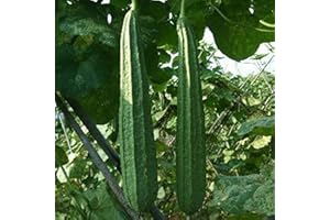 Haloppe 15 Semillas de Luffa Cylindrica para Plantar en el jardín del hogar, Semillas pequeñas de Luffa Cylindrica Semillas