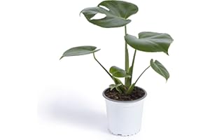 Cool Green - Plantas naturales interior - Monstera - Pequeña