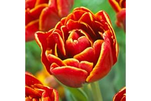 DUTCH BULBS EXCLUSIVE PLANTS FROM HOLLAND Bulbos de tulipanes Doble "Pasión Rojo-Amarillo" (20 bulbos) exclusivos tulipanes de Holanda, resistentes al invierno y perennes para jardín, macetas y balcón de Ámsterdam