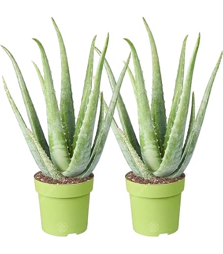 aloe vera gel kreta ALOE - Gel Visage Hydratant à l'Aloe Vera Bio main image 1