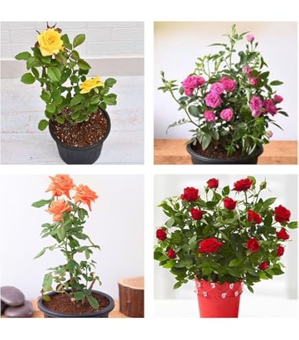 Zxxyanbi Rare Live Combo-3 Colour) Climbing Rose Flower