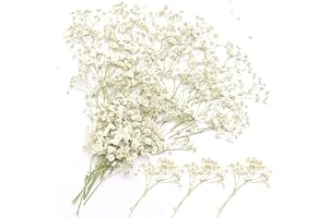 poraceous 100 stycken Torkade Gypsophila, Vita Naturliga Dekorativa Torkade Blommor Små Dekorativa Torkade, 15 cm Gypsophila
