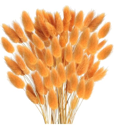 Fleurs Séchées Queue De Lapin (Lagurus) - Lot De 120 Tiges, 43cm, Décoration Mariage, Noël, DIY