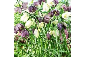COOTO 5x Fritillaria Bulbos Jardín Flores Primavera Fritillaria Meleagris Flores Bulbos de Otoño Melgaris 2
