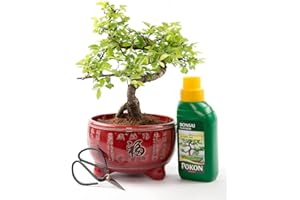 BONSAI2U Bonsai Tree - Chinese Elm in Red Ceramic Pot + Feed & Scissor