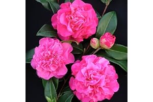 GardenersDream Camellia Williamsii Debbie Plant - Outdoor Garden Ready Hardy Shrub - Evergreen Flowering Shrub - Beautiful Outdoor Plant for Gardens, Borders, and Walls (9cm Pot, 20-30cm)