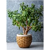 Para &Ccedil;i&ccedil;eği (20 40 Cm)1 Adet Saksılı İ&ccedil; Mekan Bitkisi Crassula Ovata