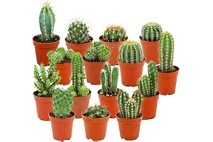 ZynesFlora Mini Kakteen im Set - 15 Stück im 5.5 cm Pflanztopf - Kleiner Kaktus Zimmerpflanze Sammlung - Höhe: 5-10 cm