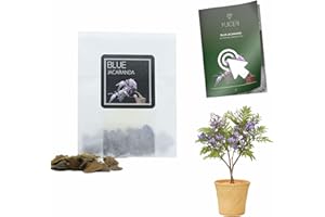 YUGEN BONSAI 30 Blue Jacaranda Bonsai Seeds | Jacaranda Mimosifolia | Growing Guide | Grow Your Own Bonsai Tree | Bonsai Beginners and Enthusiasts