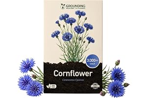 Grounding - Frön av dubbel blåklint (Centaurea cyanus), 3000+ frön - Dubbla intensivt blå blommor för rabatter och blomsterängar, utmärkt som snittblomma - Europeisk kvalitet