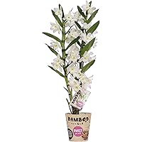 Orchidee von BAMBOO ORCHID – Bambus Orchidee – Höhe: 50 cm, 2 Triebe, weiß-rosa Blüten – Dendrobium nobile Harukaze