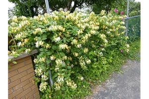 Nouveaux 30pcs chèvrefeuille Seeds Livraison gratuite/graines Jinyinhua, phytothérapie chinoise plantation des semences maison jardin plantes H96