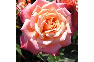GORGEOUS GARDEN ROSES Nice Day - 5.5lt Potted Climbing Garden Rose - Fragrant, Salmon Pink/Orange Blend, Repeat Flowering Blooms