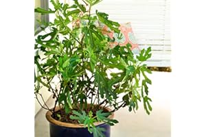 THOMPSON & MORGAN Dwarf Fig ‘Little Miss Figgy’ in 9cm Pot x 1 or x 2 by Thompson and Morgan (1)