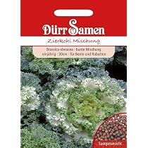 Drr-Samen - Zierkohl Bunte Mischung einjhrig 30 cm Saatgut : Amazon.de:  Garten
