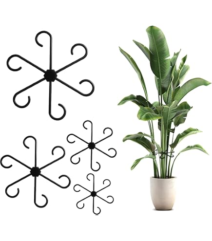 philodendron pastazanum white Philodendron Pastazanum Silver – Coollective Plants main image 1