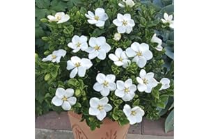 GardenersDream Gardenia jasminoides Kleim's Hardy Evergreen Shrub - Hardy Cape Jasmine Gardenia Plant - Outdoor Garden Ready Flowering Shrub (9cm Pot, 15-25cm)