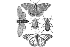 BRIARTW Vari insetti Hexapod - Timbro a forma di farfalla, per realizzare biglietti fai da te, album di ritagli, carta, artigianato, artigianato, foto, decorazioni