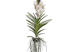 Plant in a Box - Orchidée Vanda - Blanc - L - Hauteur 60cm
