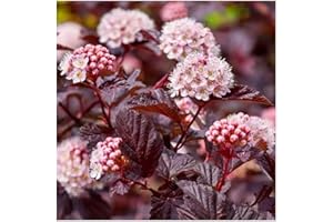 GrowOn Shrubs Ninebark Physocarpus Opulifolius 'Lady in Red' | Deciduous Shrub | Outdoor Garden Ready Plant | Summer Flowering | Pink Flowers