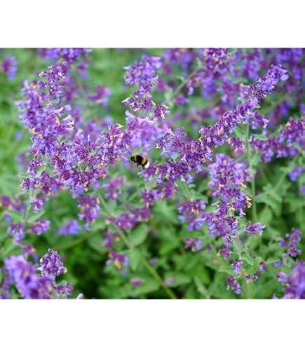 Katzenminze Samen | 20 Stück Winterharte Kräutersamen | Balkon & Garten Pflanzen