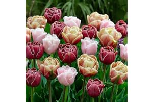 DUTCH BULBS EXCLUSIVE PLANTS FROM HOLLAND Bulbi Fiori Perenni da Esterno - 25 Bulbi Tulipani Doppia Fioritura Collezione - Piante e fiori esclusivi dall'Olanda - per giardino, vasi e balcone (senza semi, non artificiali)