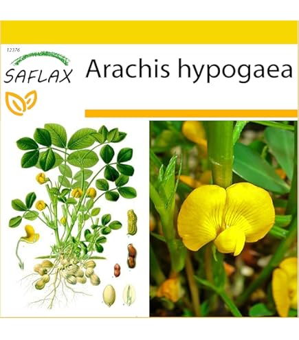 Bauhinia Variegata árbol De Orquídea Púrpura, Bauhinia Variegata Es Una