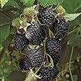 Black Raspberry 'Black Jewel' Plant in a 2L Pot Grow Your Own Fruit