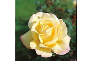 Edelrose Gloria Dei in lichtgelb mit rosa Rand - Duftrose winterhart - Rosen-Blüte in lichtgelb mit rosa Rand - Rose stark duftend im 5 Liter Container von Garten Schlüter - Pflanzen in Top Qualität