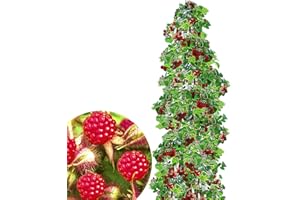 BALDUR Garten Japanese Column Raspberries 1 Plant Japanese Grape Berry Rubus Phoenicolasius Hybrid Columnar Fruit Hardy Space Saving Column for Small Gardens, Balconies & Patios