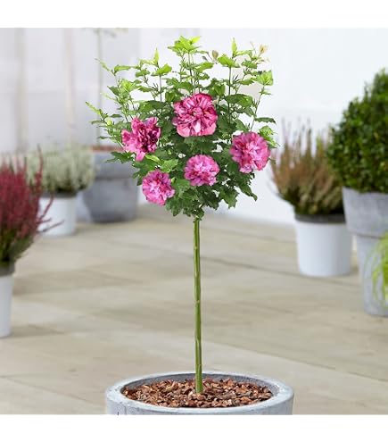 Hibiskus Tricolour Baum Im Topf - Farbenfroher Zierbaum Für Kleine Gärten & Terrassen